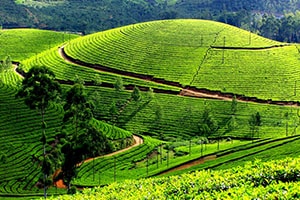 Amazing Munnar Tour