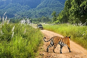 Corbett National Park Tour