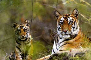 Nainital Corbett Tour 5 days